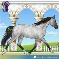 Horse Color:Smoky Grullo Roan 