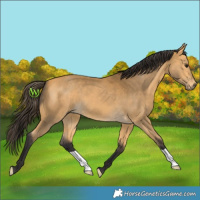 Horse Color:Buckskin 