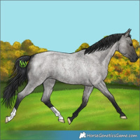 Horse Color:Grullo Roan 