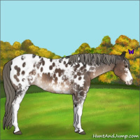 Horse Color:White Spotted Liver Chestnut Mushroom Appaloosa 
