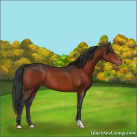 Horse Color:Brown Appaloosa Rabicano 