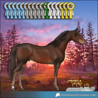 Horse Color:Liver Chestnut Rabicano