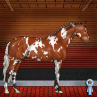 Horse Color:Gray White Spotted Silver Buckskin Rabicano
