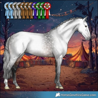 Horse Color:Gray Brown Rabicano 