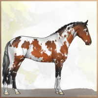Horse Color:White Spotted Bay 