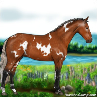 Horse Color:Gray White Spotted Silver Buckskin 