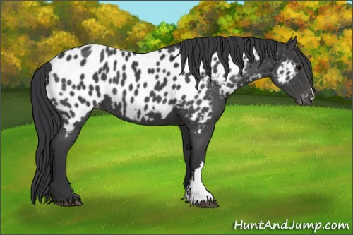 Horse Color:Black Appaloosa 