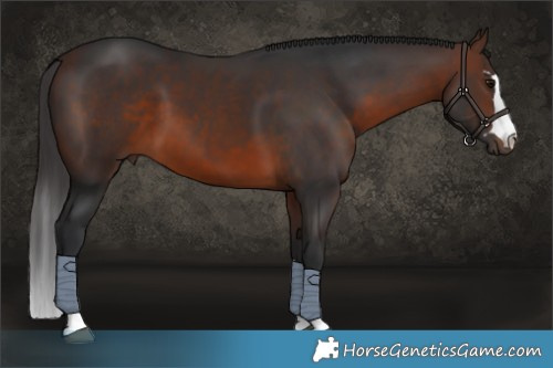 Horse Color:Brown Rabicano 