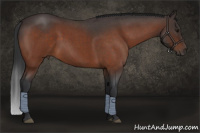 Horse Color:Bay Roan Sabino Rabicano 
