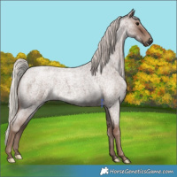 Horse Color:Silver Blue Roan 