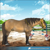 Horse Color:Buckskin 