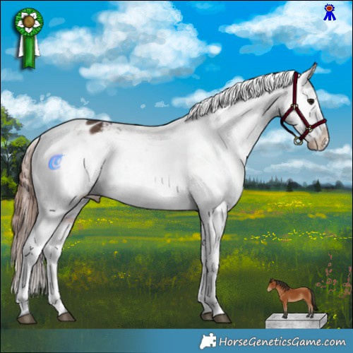 Horse Color:White Spotted Bay Appaloosa 
