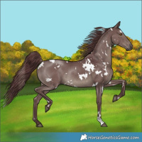Horse Color:White Spotted Chocolate Black Rabicano