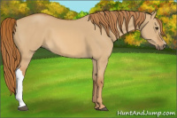 Horse Color:Red Dun 