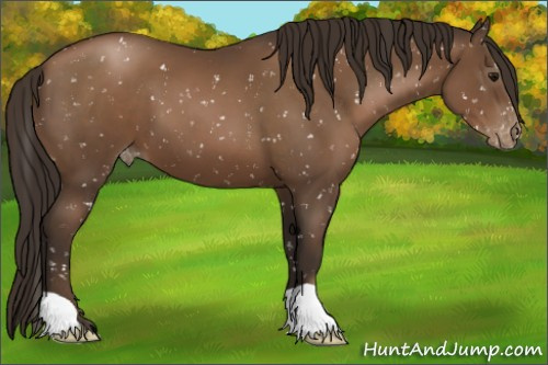 Horse Color:Gray Black Pearl Appaloosa 