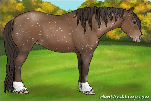 Horse Color:Gray Black Pearl Appaloosa 