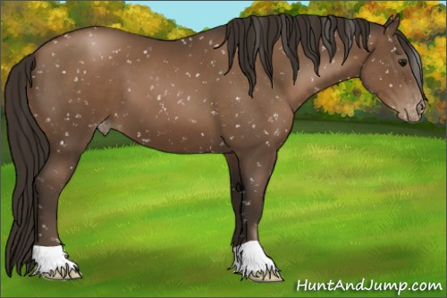 Horse Color:Gray Black Pearl Appaloosa 