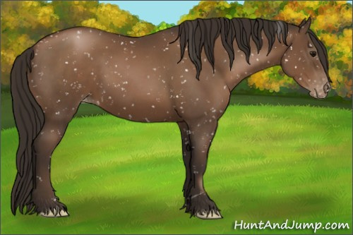 Horse Color:Gray Black Pearl Appaloosa 