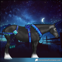 Horse Color:Gray Black Appaloosa 