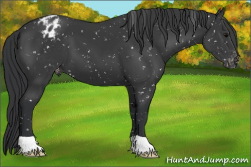 Horse Color:Black Appaloosa 
