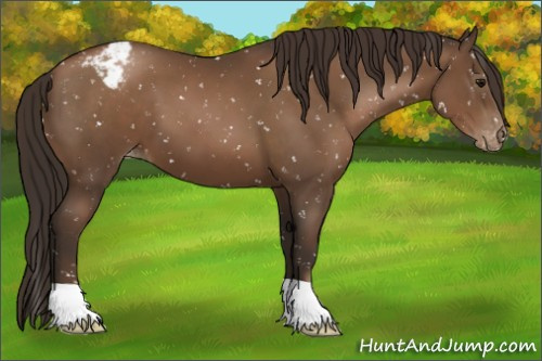 Horse Color:Gray Black Pearl Appaloosa 