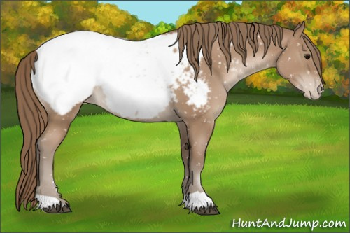 Horse Color:Black Pearl Appaloosa 
