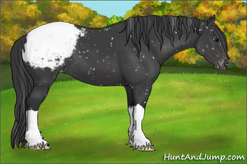 Horse Color:Black Appaloosa 