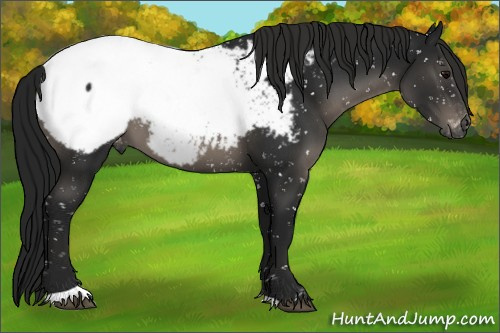 Horse Color:Gray Black Appaloosa 