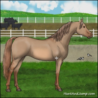 Horse Color:Red Dun 
