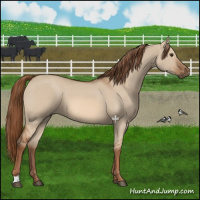 Horse Color:Red Dun 