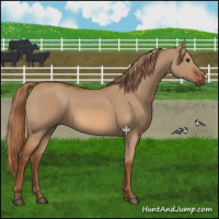 Horse Color:Red Dun 