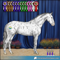 Horse Color:Black Appaloosa 