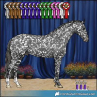 Horse Color:Black Appaloosa