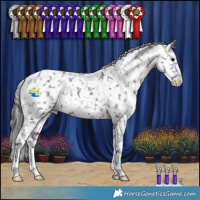 Horse Color:Black Appaloosa 