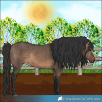 Horse Color:Brown Dun 