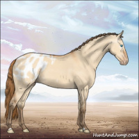 Horse Color:Gray Perlino Dun Appaloosa 