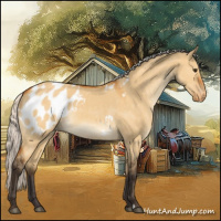 Horse Color:Silver Buckskin Dun Appaloosa 