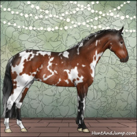 Horse Color:Gray White Spotted Brown Rabicano 