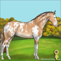 Horse Color:Gray White Spotted Perlino Splash Appaloosa 