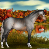 Horse Color:Gray Silver Smoky Black 