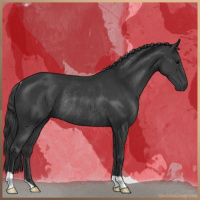 Horse Color:Black Rabicano 