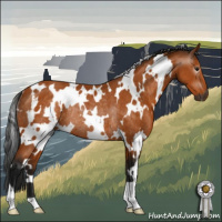 Horse Color:Gray White Spotted Buckskin Rabicano 