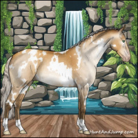 Horse Color:Gray White Spotted Silver Amber Cream Champagne Appaloosa 