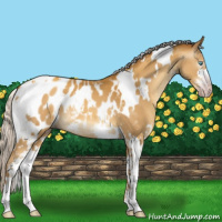 Horse Color:Gray White Spotted Silver Amber Cream Champagne Sabino Appaloosa 