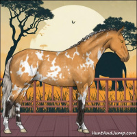 Horse Color:White Spotted Silver Buckskin Rabicano 