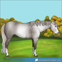 Horse Color:Gray Silver Black Sabino Splash Rabicano 