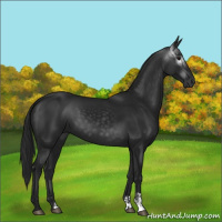 Horse Color:Gray Black and Gray Black