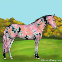 Horse Color:Watercolor White Spotted Blue Onyx