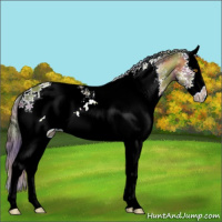 Horse Color:Nacre White Spotted Bay Dun Splash 