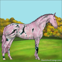 Horse Color:ERROR: UNKNOWN ANOMALY